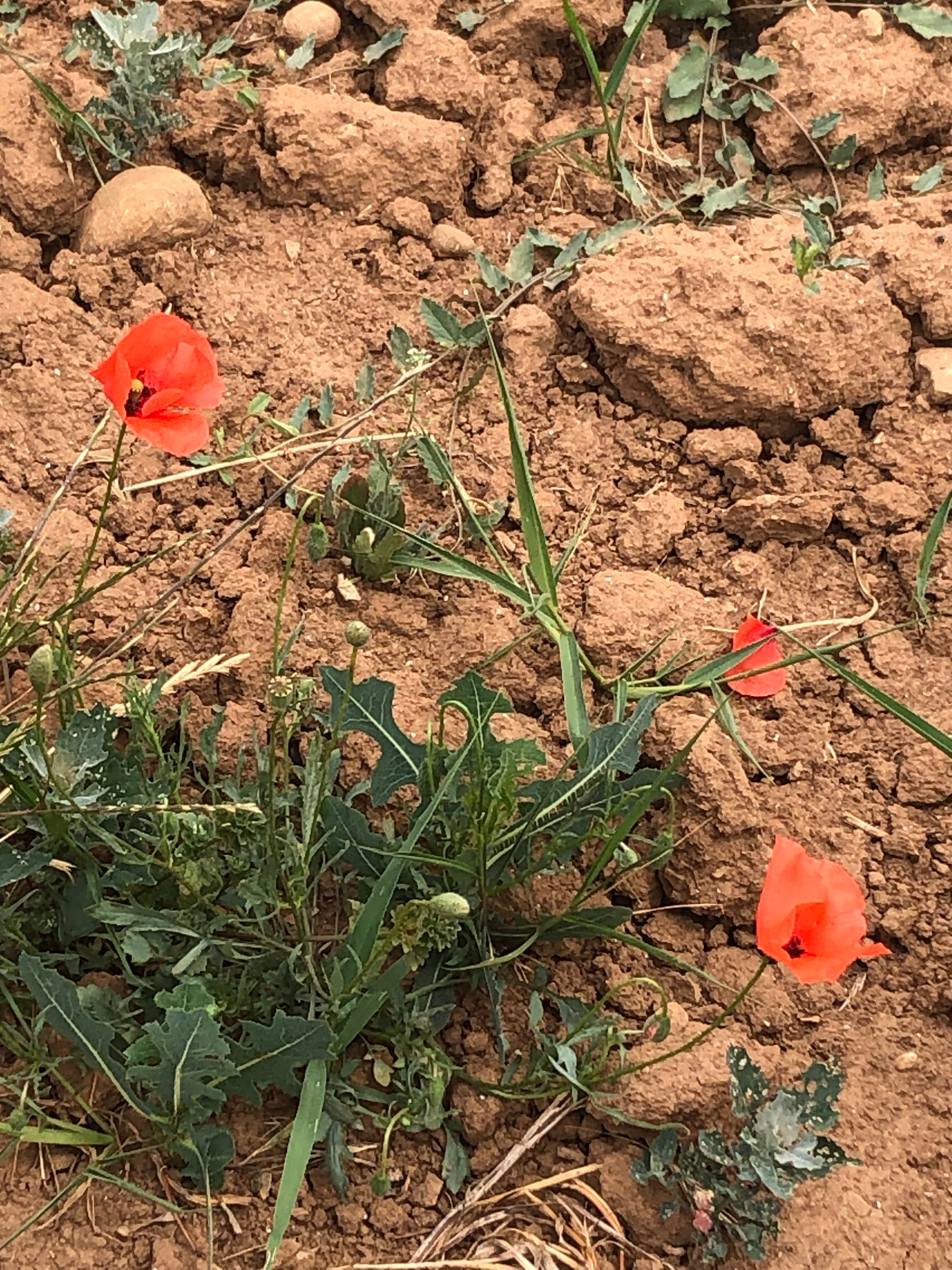 Poppy punctuations